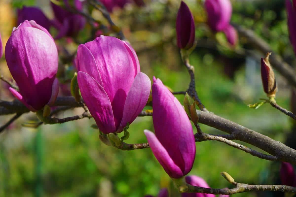 La Magnolia liliiflora tiene flores lilas