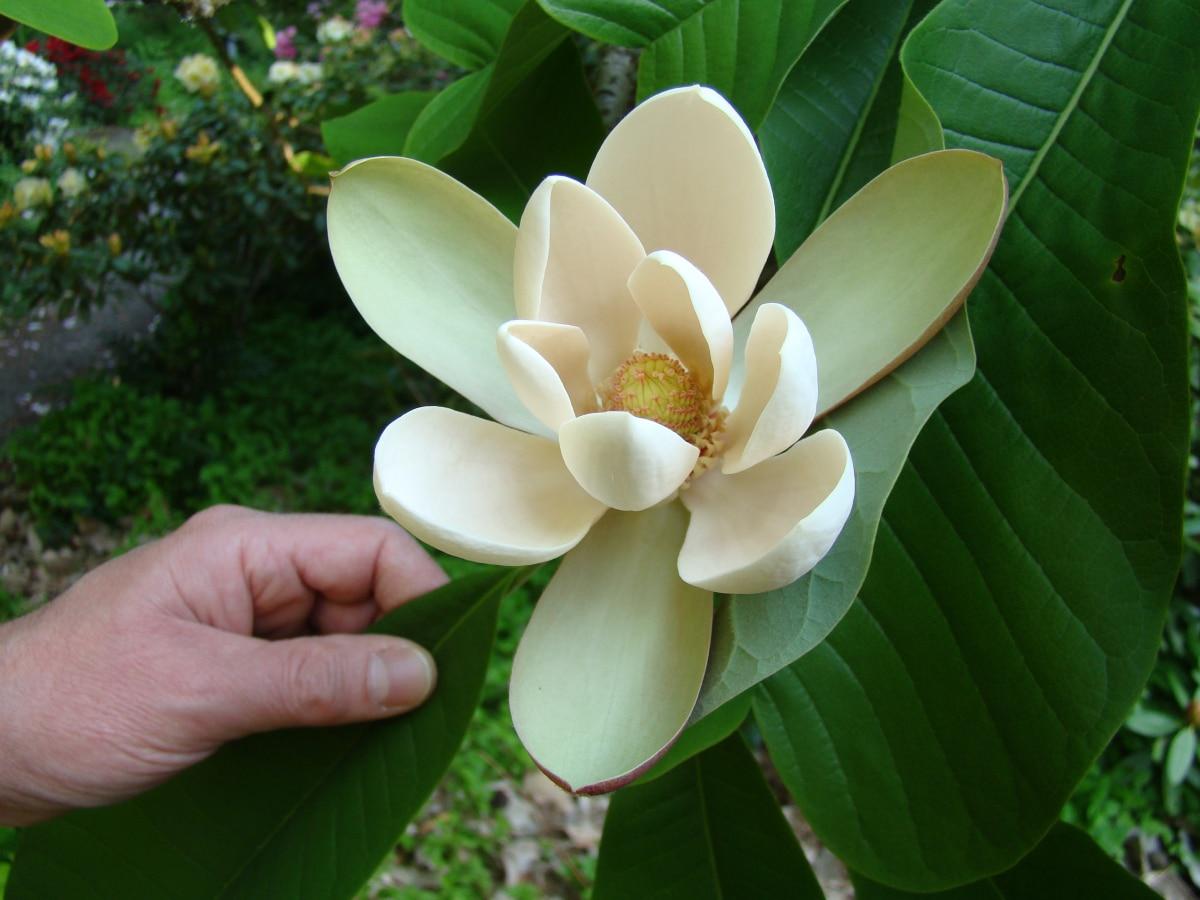 La magnolia officinalis es un árbol grande