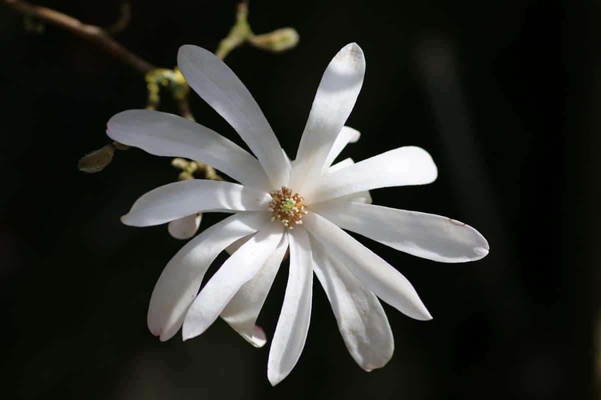 La magnolia stellata tiene flores blancas