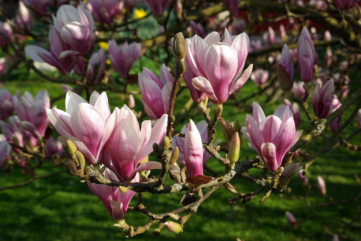 La magnolia soulangeana tiene flores rosas