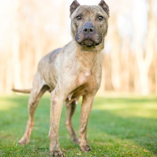razas de perros españoles