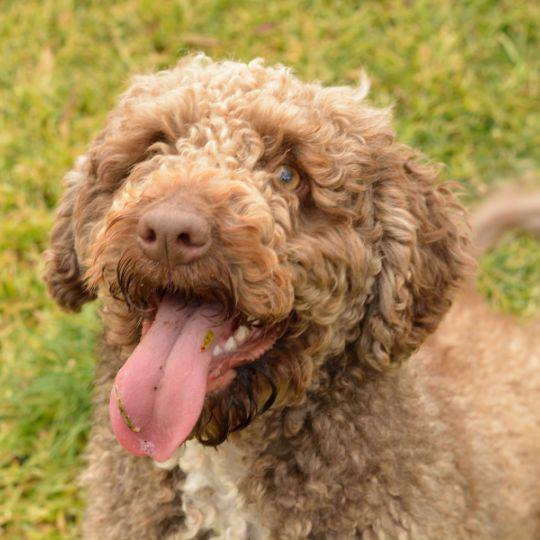 perro de agua español