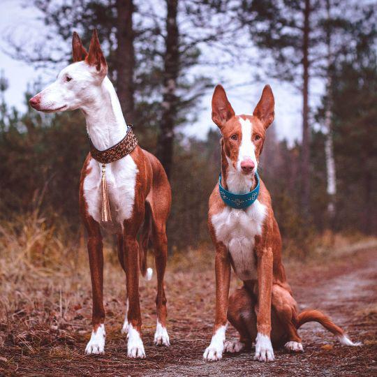 razas de perros españoles