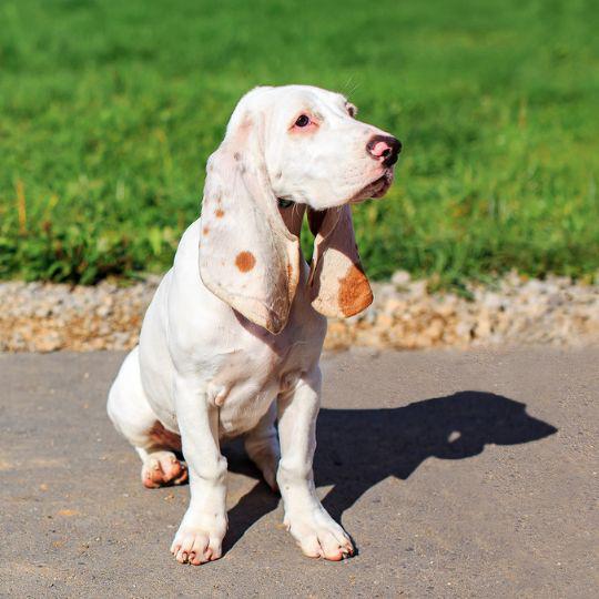 razas de perros de España