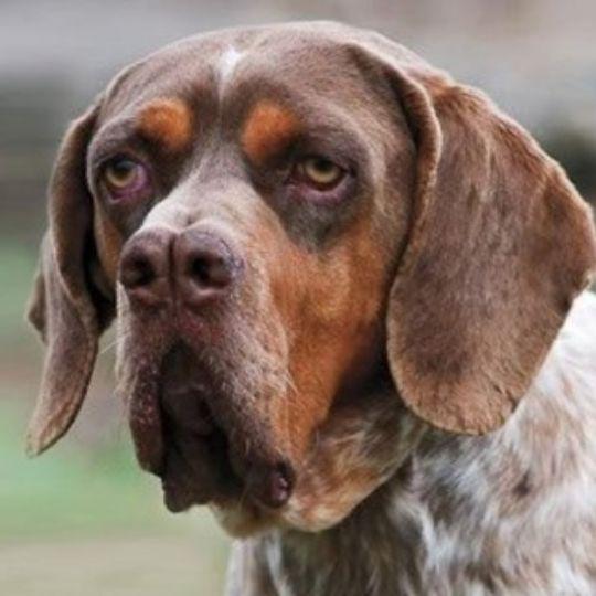 razas de perros españoles