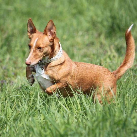 razas de perros españoles