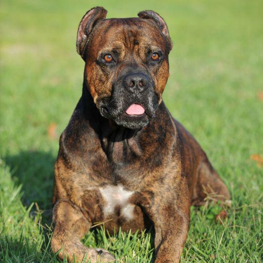 razas de perros españoles