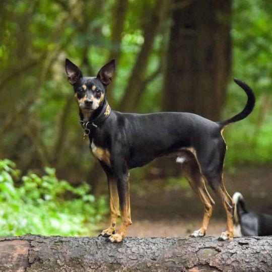 razas de perros de españa