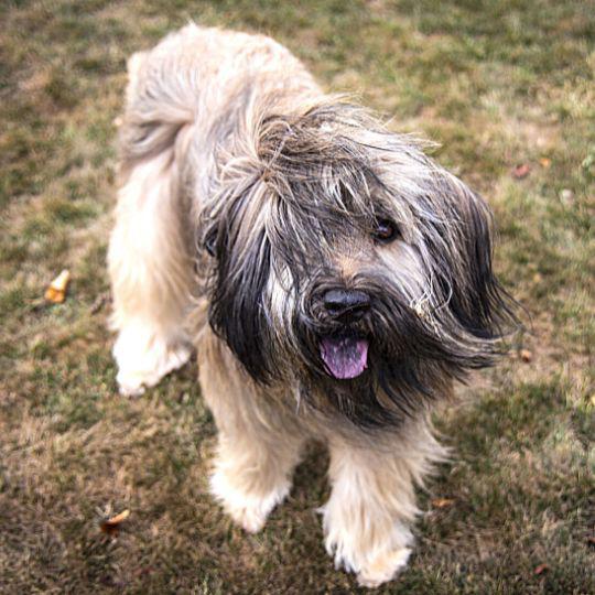 razas españolas de perros