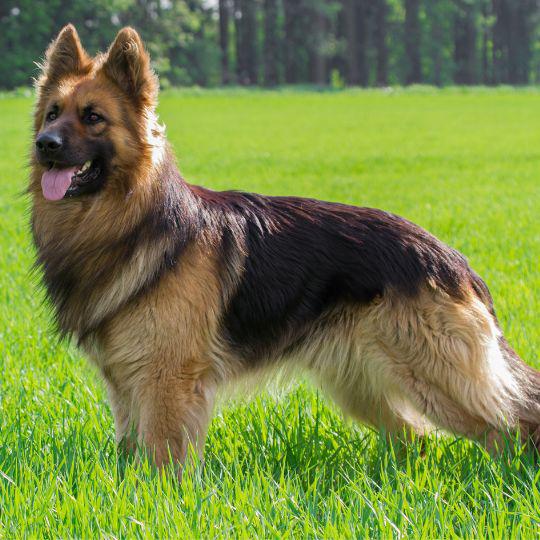 razas españolas de perros