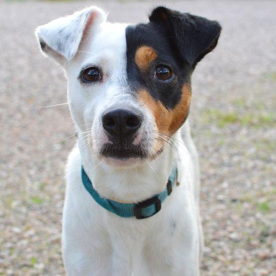 razas de perros españoles