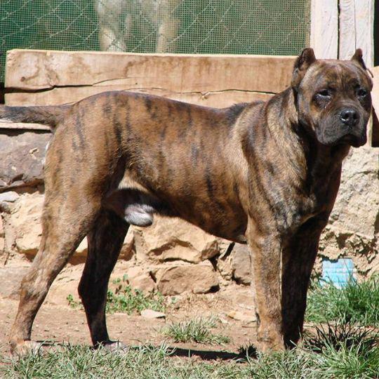 razas de perros españoles