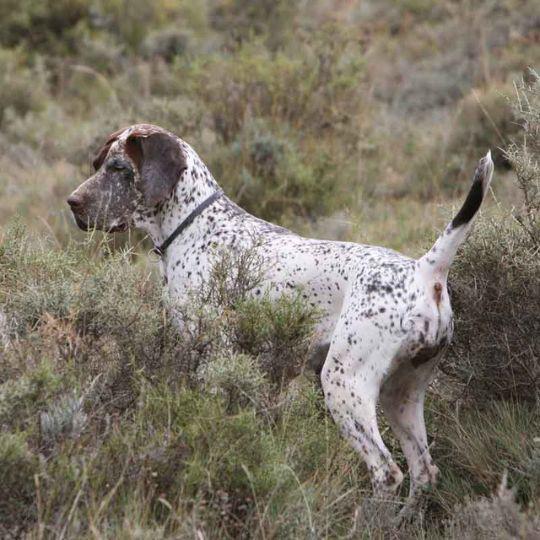 razas españolas de perros