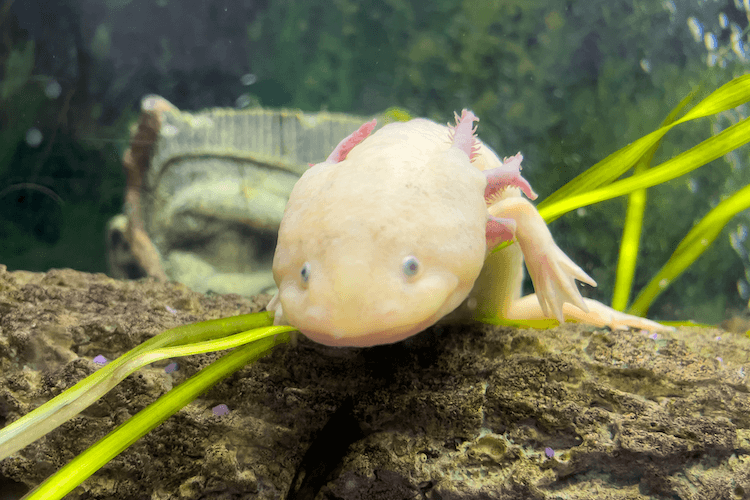 Datos sobre el Axolotl