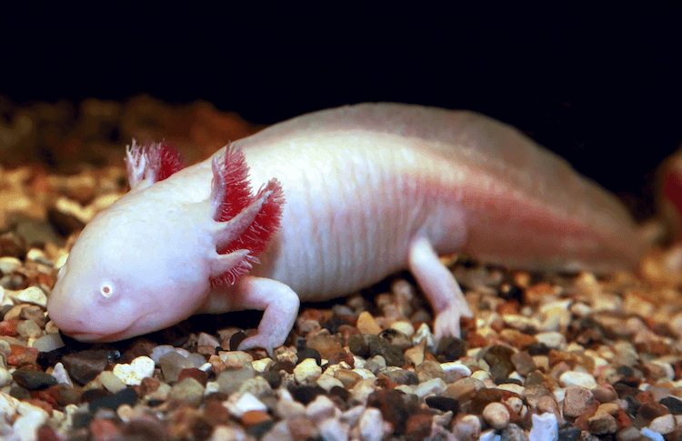 Ambystoma mexicanum