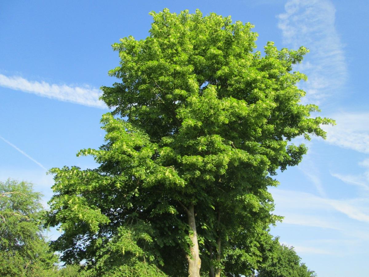 La Tilia cordata es un árbol caducifolio