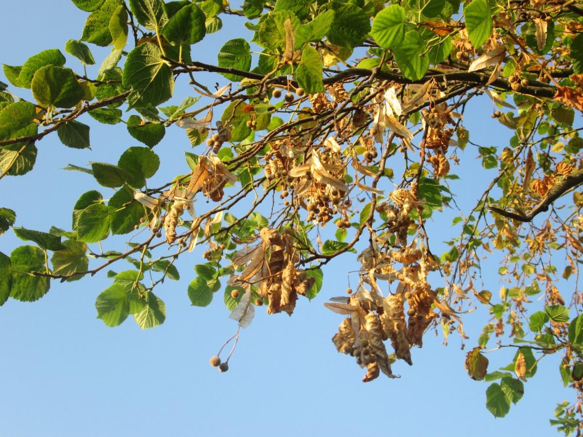 Los frutos de la Tilia cordata son pequeños