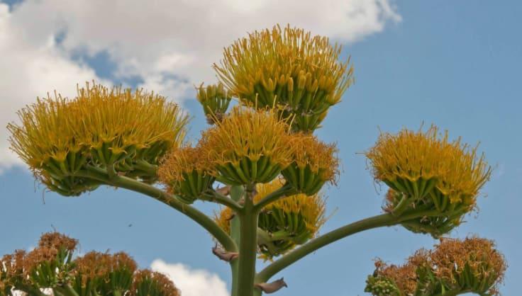 Flor de la planta de Agave