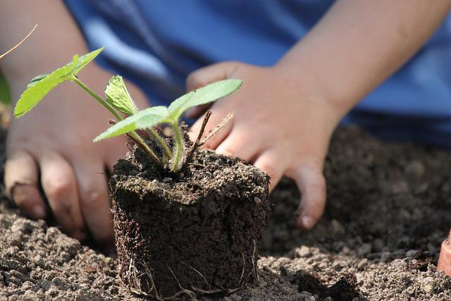 Todos podemos tener un pequeño huerto en casa, aunque vivamos en un piso pequeño o en una casa terrera con jardín incluido. Descubre los pasos a seguir para alcanzar con éxito la cosecha de tus propios alimentos, y si es con semillas ecológicas mucho mejor.