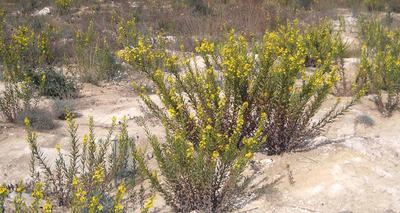 Dittrichia viscosa olivarda