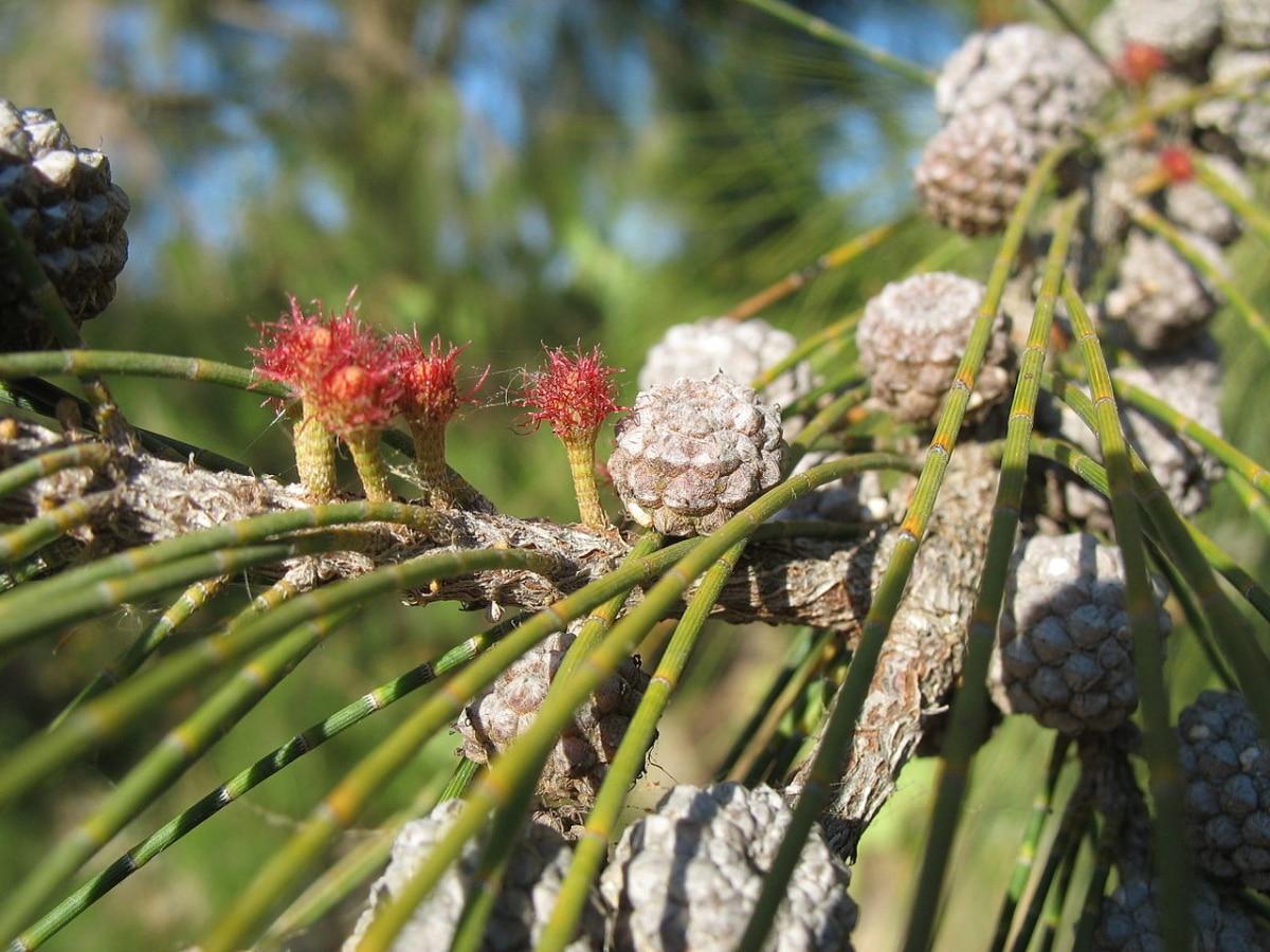 Las flores de la casuarina son poco vistosas