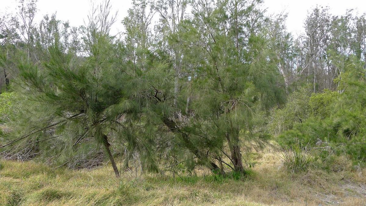 La casuarina es un árbol de rápido crecimiento