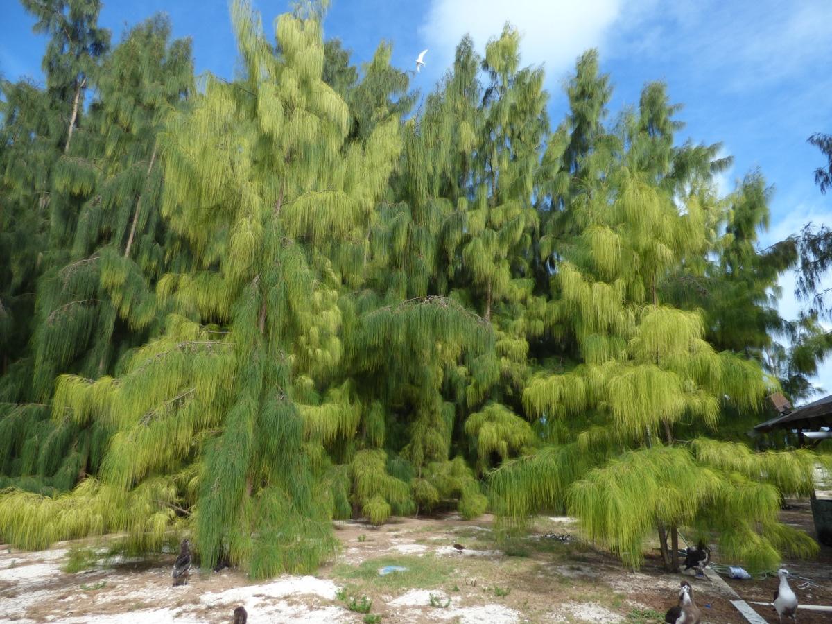 La Casuarina glauca es un árbol pequeño