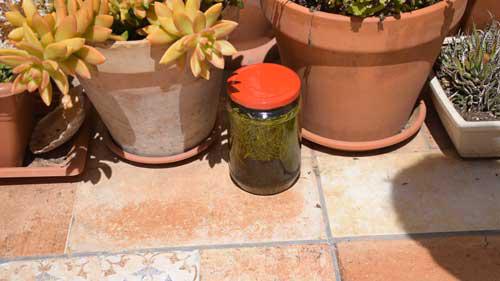 poner al sol el aceite de romero