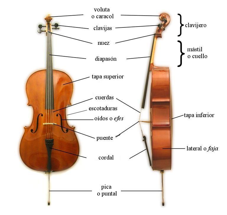 partes del violonchelo
