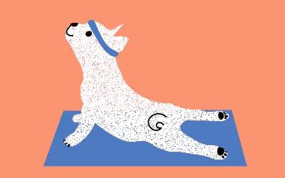 7 ideas para poner a tu perro en forma