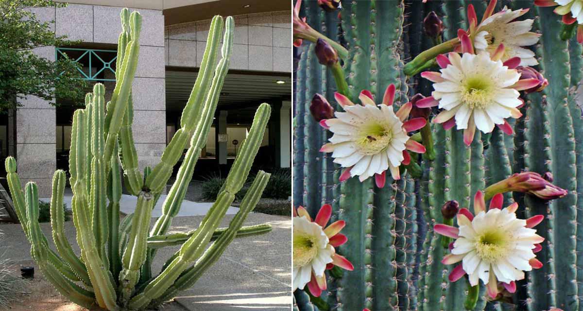 Floracion y aspecto Cereus peruvianus