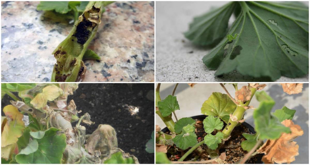 Sintomas polilla del geranio