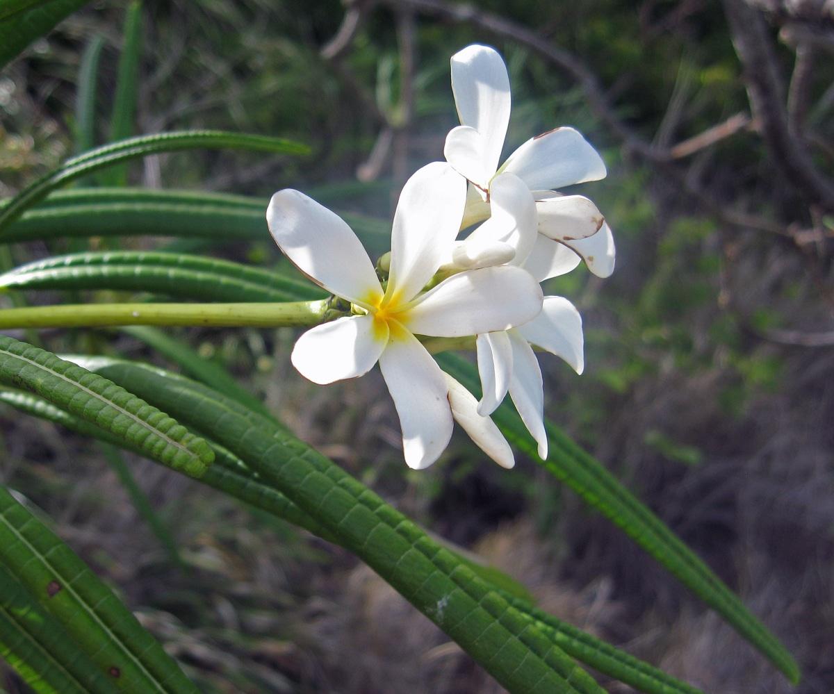La Plumeria alba es un árbol