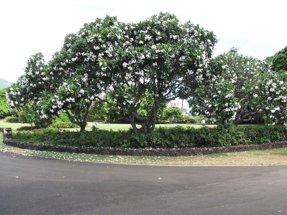 La Plumeria obtusa es un árbol de flor blanca
