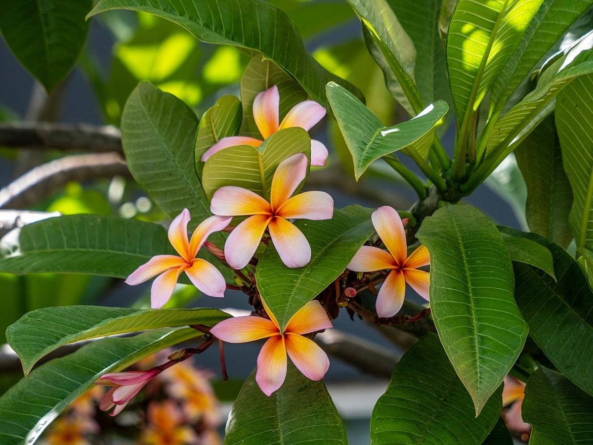 La Plumeria rubra tiene flores de colores
