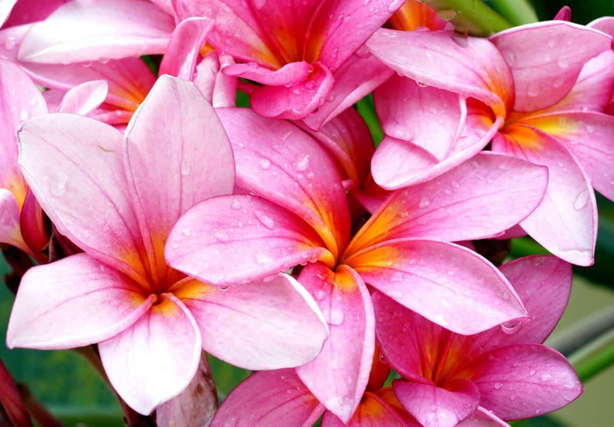 La plumeria es sensible a las heladas