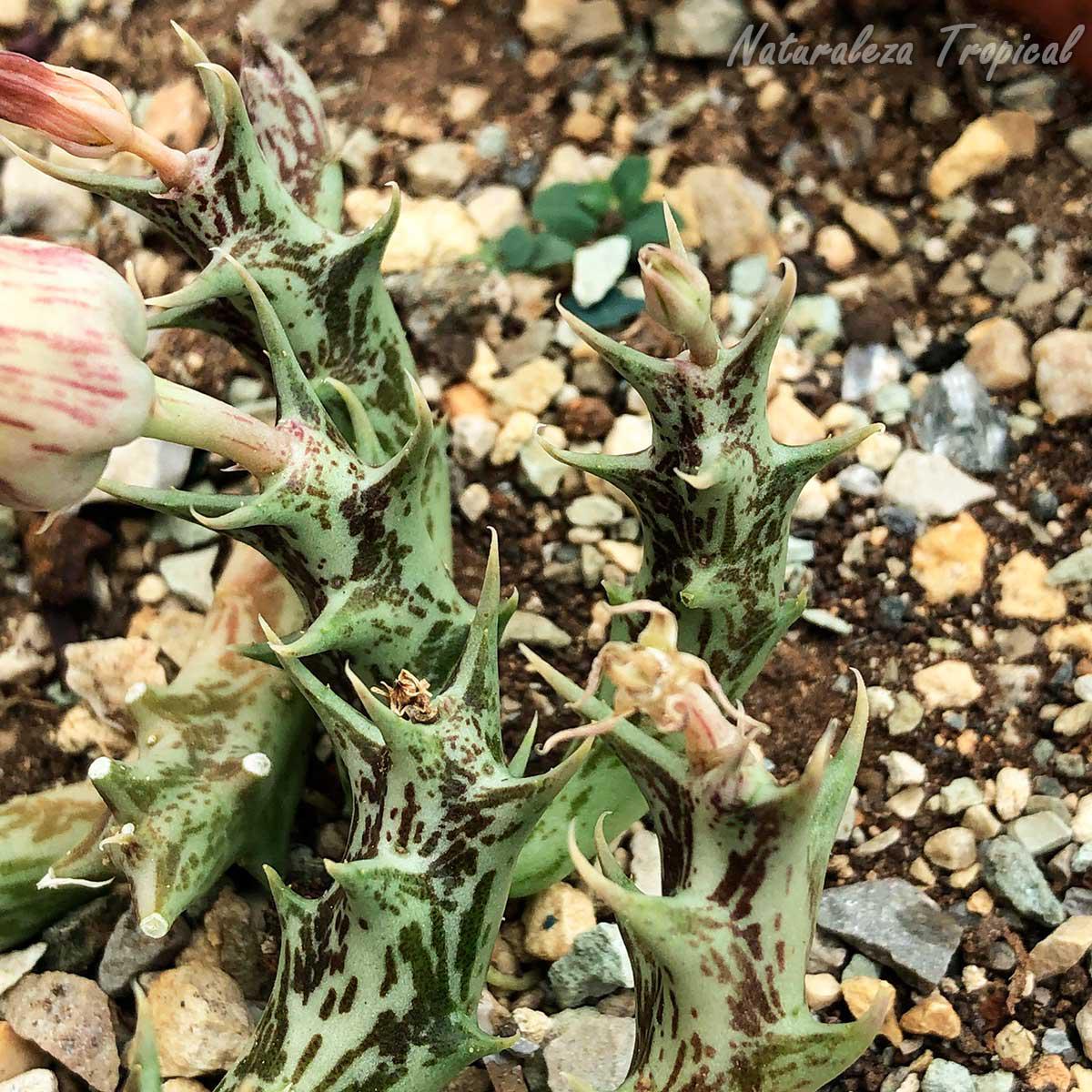 Vista de los tallos de la planta suculenta Angolluma (Orbea) distincta