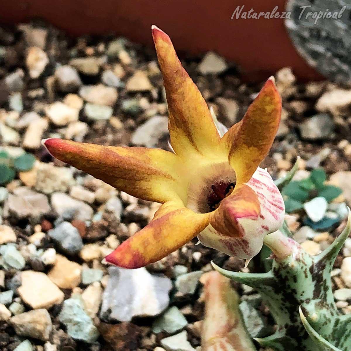 Vista lateral de la flor de la planta suculenta Angolluma (Orbea) distincta