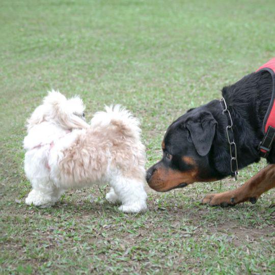 quitar el olor a perro