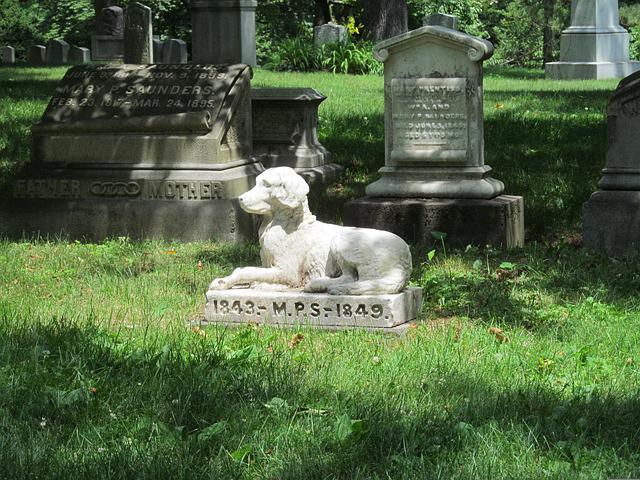 cementerio perro