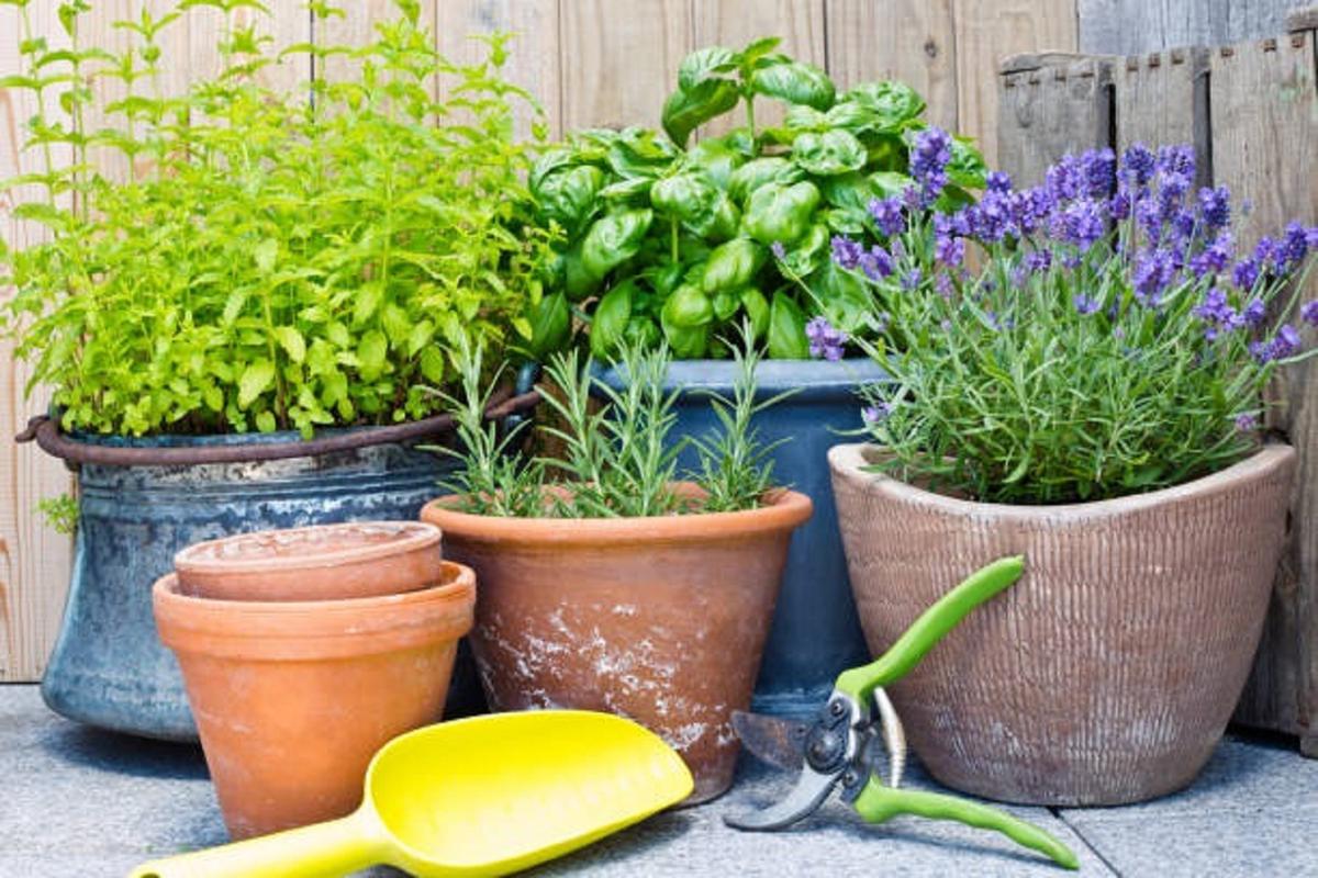 Cómo cuidar las plantas de exterior en otoño 1