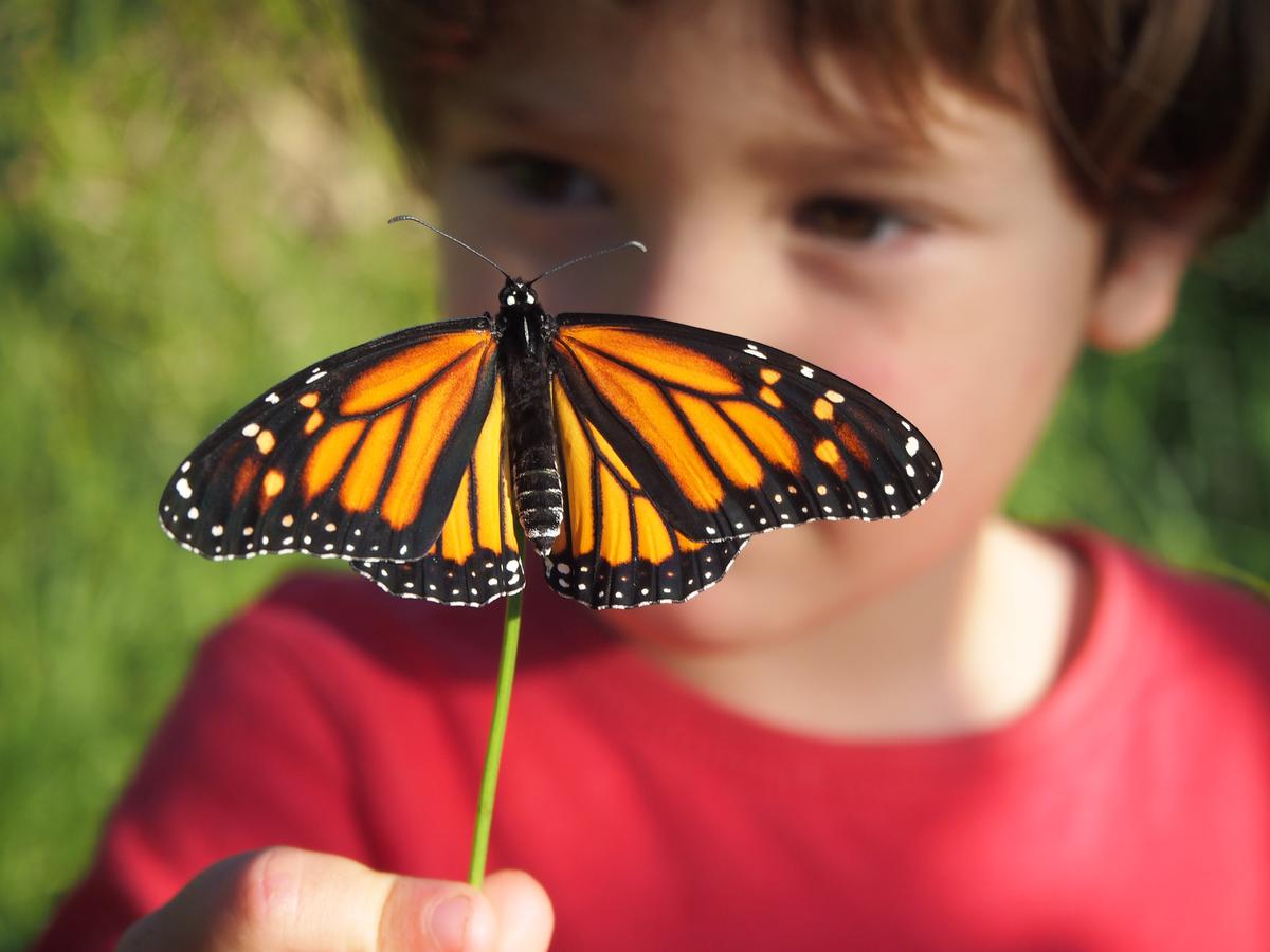 Nico observando una mariposa monarca recien nacida y cogida en un palo recien