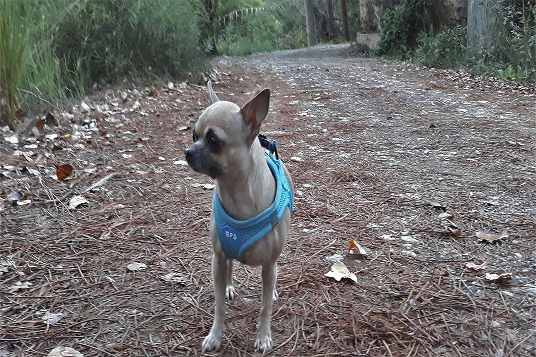 chihuahua cabeza de manzana