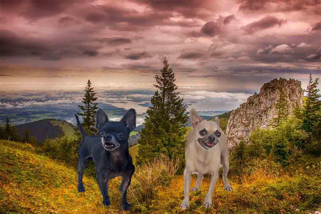 la historia del perro chihuahua