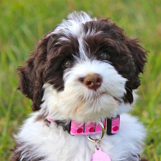 poner collar a un perro