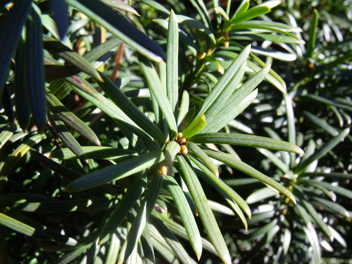 Las hojas del tejo son verdes