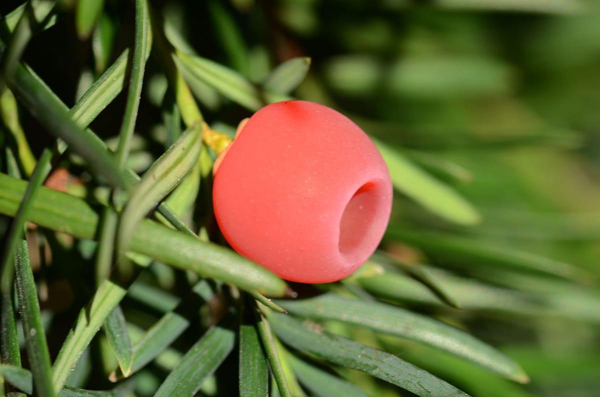 El fruto del tejo es rojo