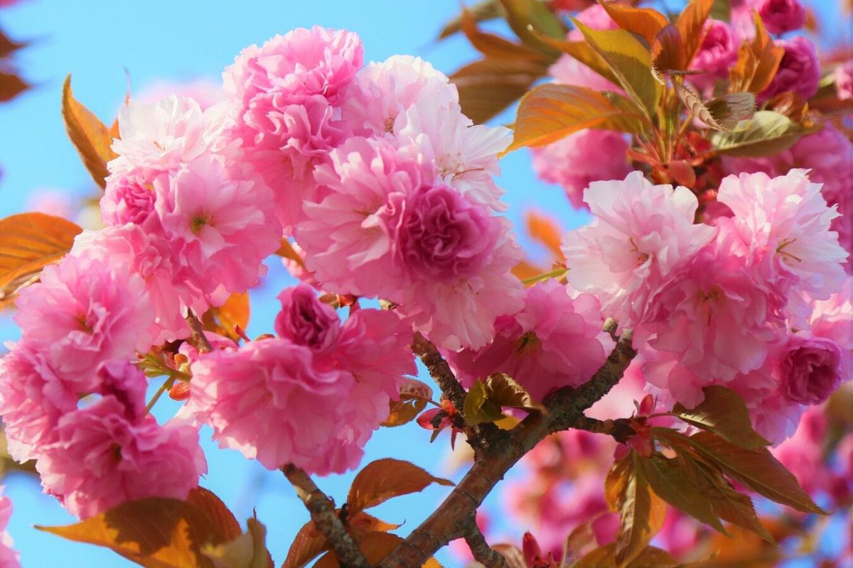 Hay muchos árboles con flores rosas