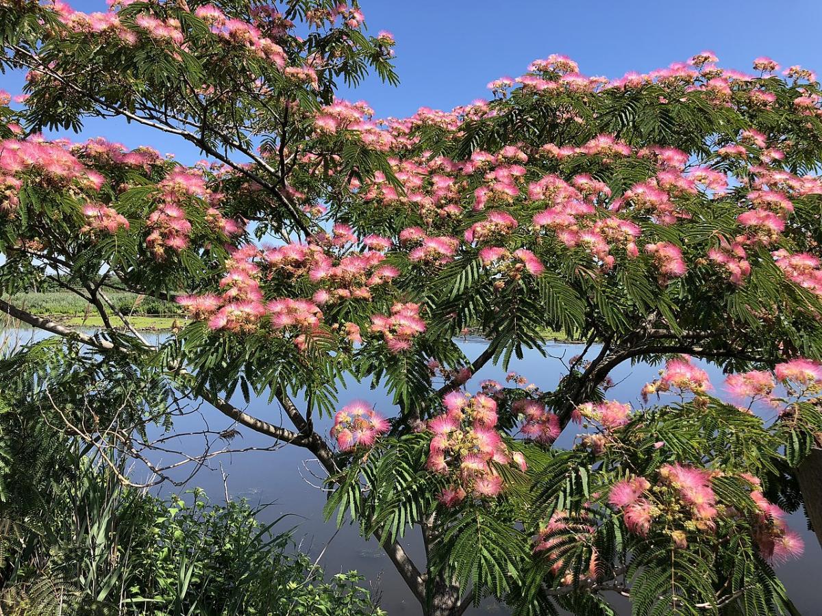 La albizia julibrissin es un árbol de hoja caduca