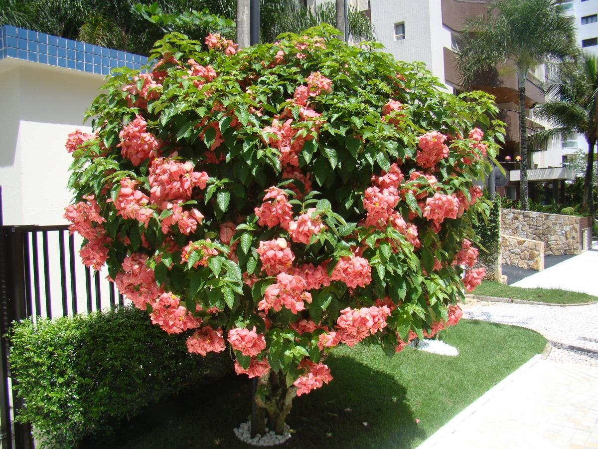 La Mussaenda alicia tiene flores rosas
